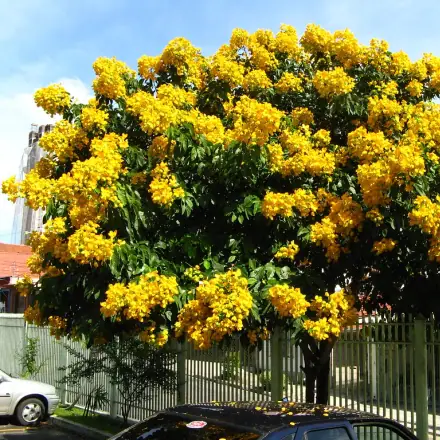 Foto de Manduirana