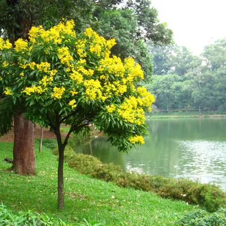 Foto de Manduirana