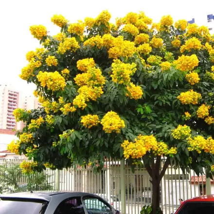 Foto de Manduirana