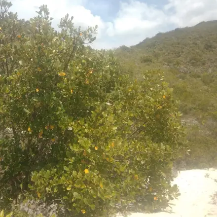 Foto de Mangue-formiga