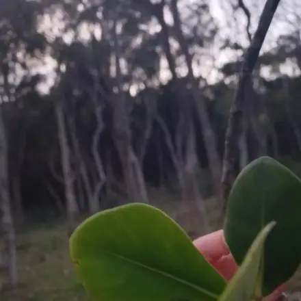 Foto de Mangue-formiga