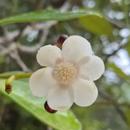 Foto de Mangue-formiga