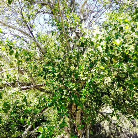 Foto de Maria-mole-do-banhado