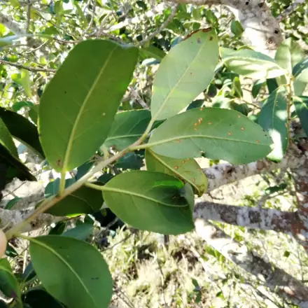 Foto de Maria-mole-do-banhado