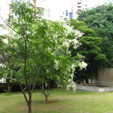 Foto de Maricá