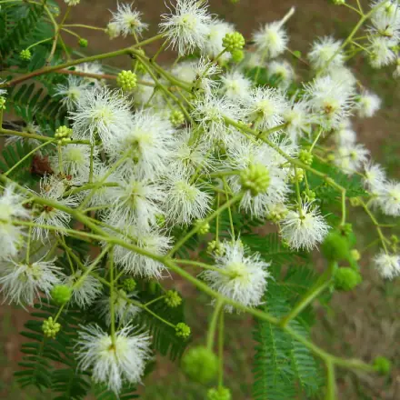 Foto de Maricá