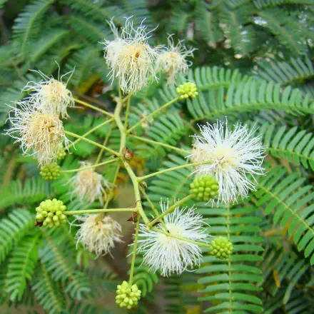 Foto de Maricá