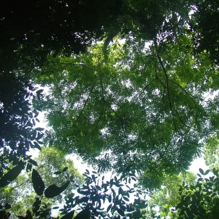 Foto de Marupá