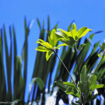 Foto de Massaranduba