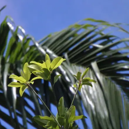 Foto de Massaranduba