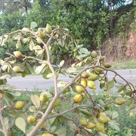 Foto de Mirindiba