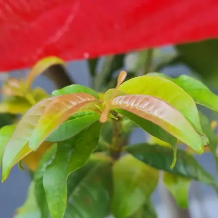 Foto de Mirindiba-rosa