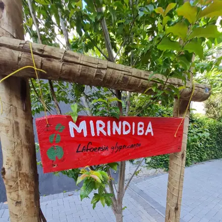 Foto de Mirindiba-rosa