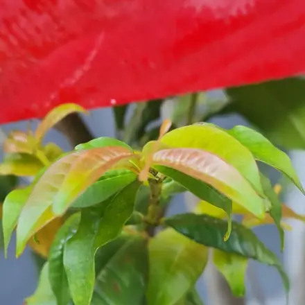 Foto de Mirindiba-rosa