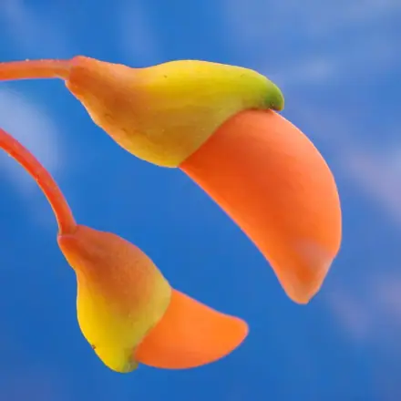 Foto de Mulungu