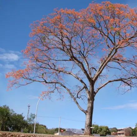 Foto de Mulungu