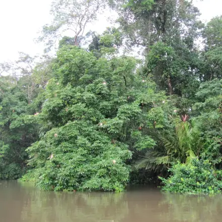 Foto de Munguba