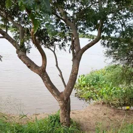 Foto de Muquém