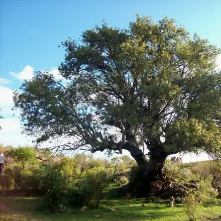 Foto de Murta