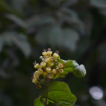 Foto de Mutamba