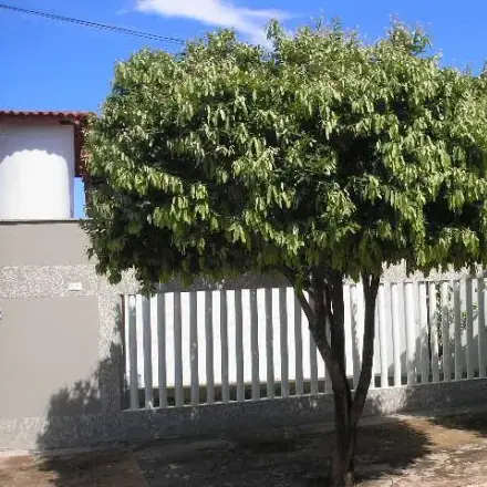 Foto de Oiti