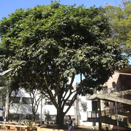 Foto de Olho-de-cabra