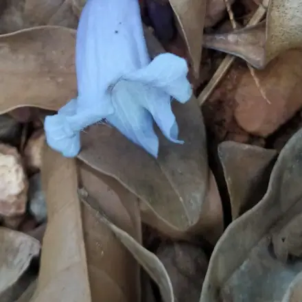 Foto de Parapará