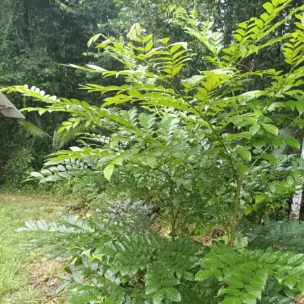 Foto de Parapará