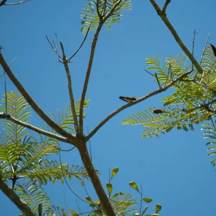 Foto de Paricá