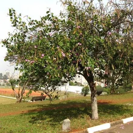 Foto de Pata-de-vaca