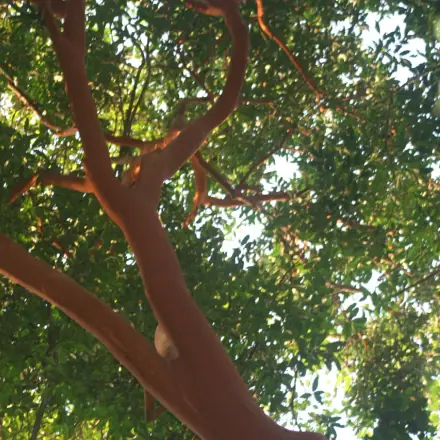 Foto de Pau-alazão