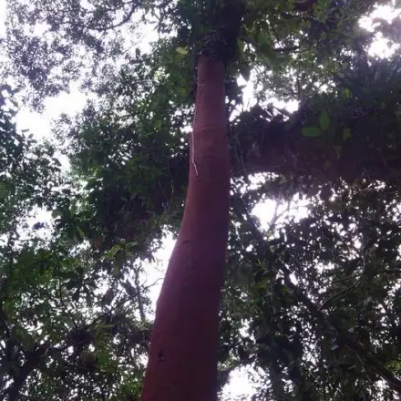 Foto de Pau-alazão
