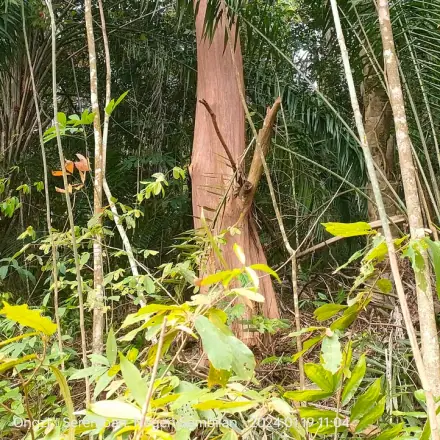 Foto de Pau-alazão