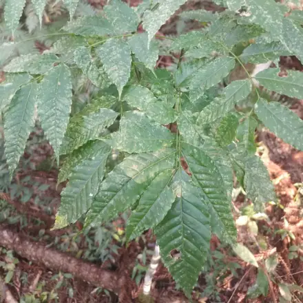 Foto de Pau-amargo