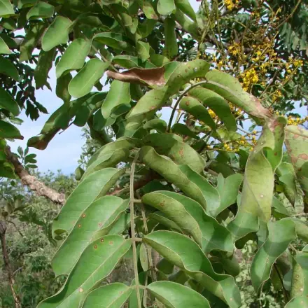 Foto de Pau-bosta