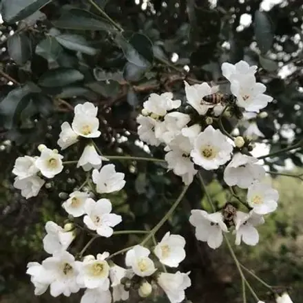 Foto de Pau-branco