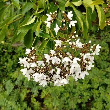Foto de Pau-branco-do-sertão