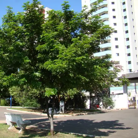 Foto de Pau-brasil
