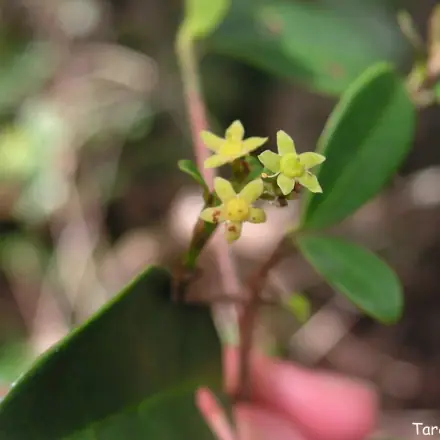 Foto de Pau-de-cutia