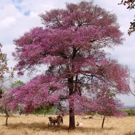 Foto de Pau-de-rosas