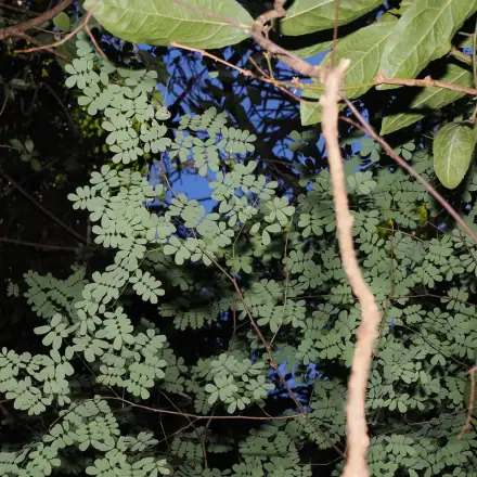 Foto de Pau-ferro