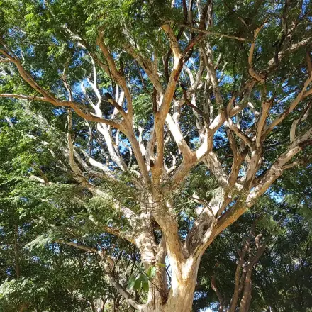 Foto de Pau-ferro