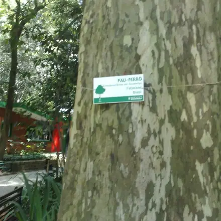 Foto de Pau-ferro