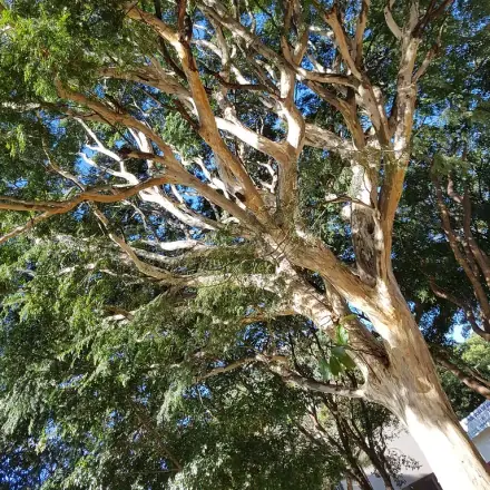 Foto de Pau-ferro