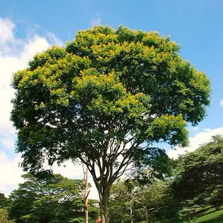 Foto de Pau-ferro