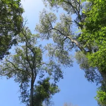 Foto de Pau-ferro-do-sul