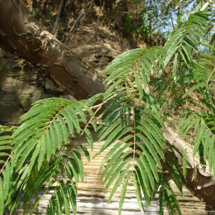 Foto de Pau-jacaré