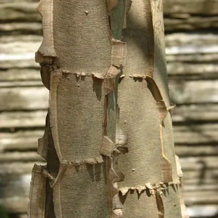 Foto de Pau-jacaré