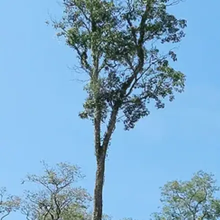 Foto de Pau-marfim