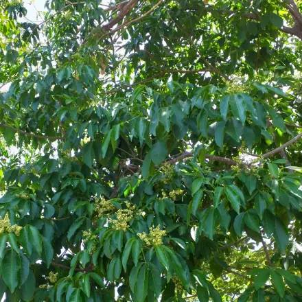 Foto de Pau-marfim